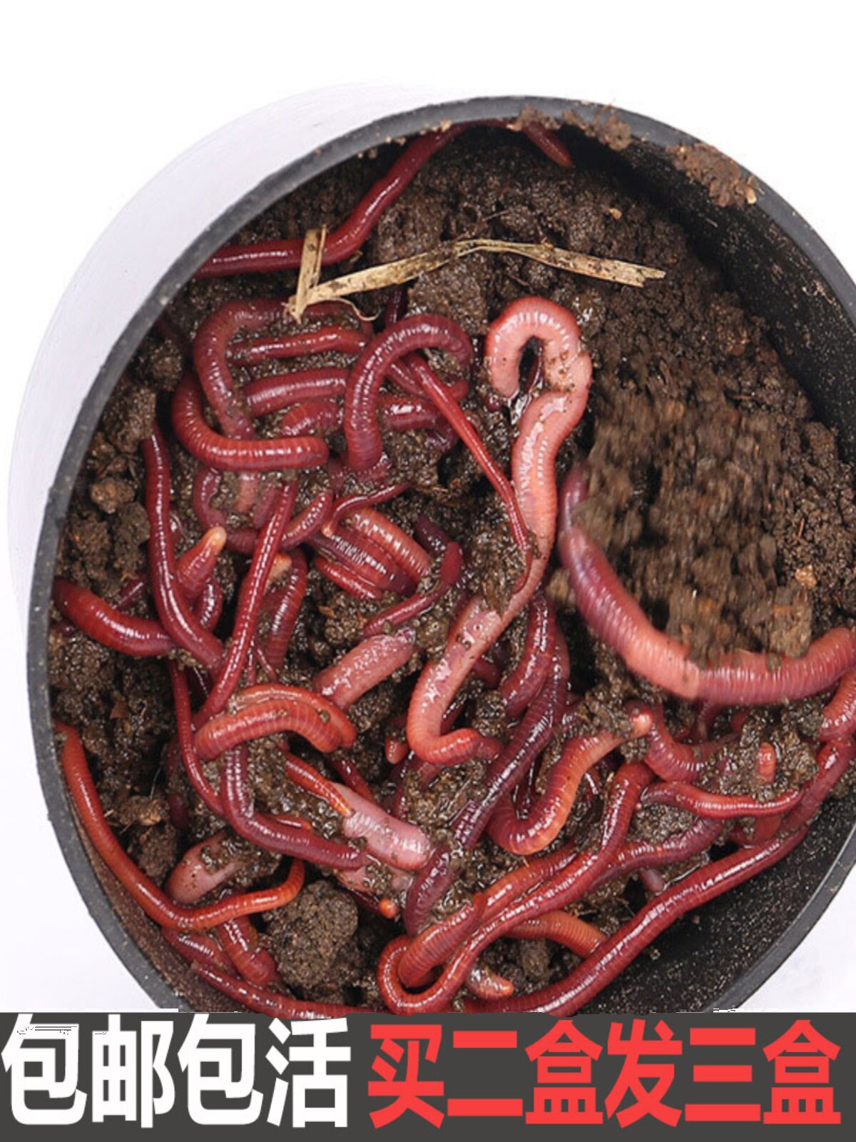 蚯蚓活饵种苗特大号钓鱼垂钓鲫鱼散装红虫活体盒装鲜鱼饵放生包邮