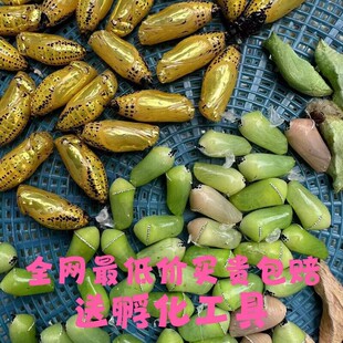 蝴蝶蛹可孵化认主昆虫蝴蝶儿童小宠物室内养殖奇趣小宠物真活蝴蝶