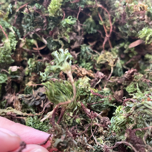 云南野生回心草新货500g