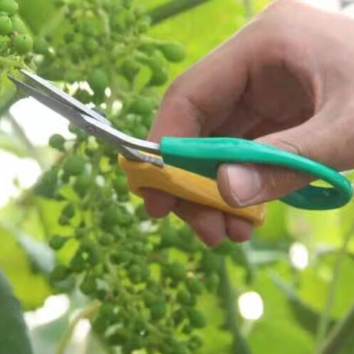 葡萄疏果剪柑橘采摘剪不锈钢翘头水果剪刀草莓园艺稀果剪修枝剪