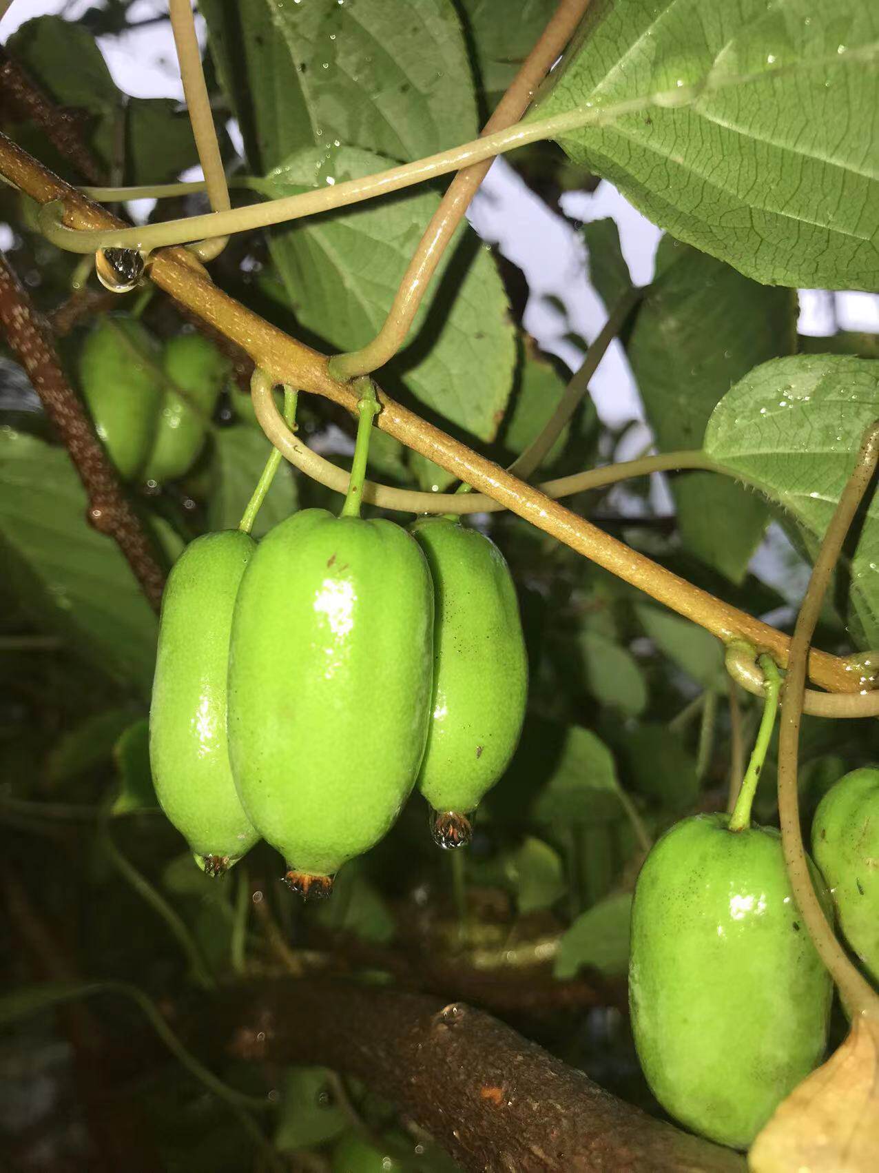 野生杂交软枣猕猴桃