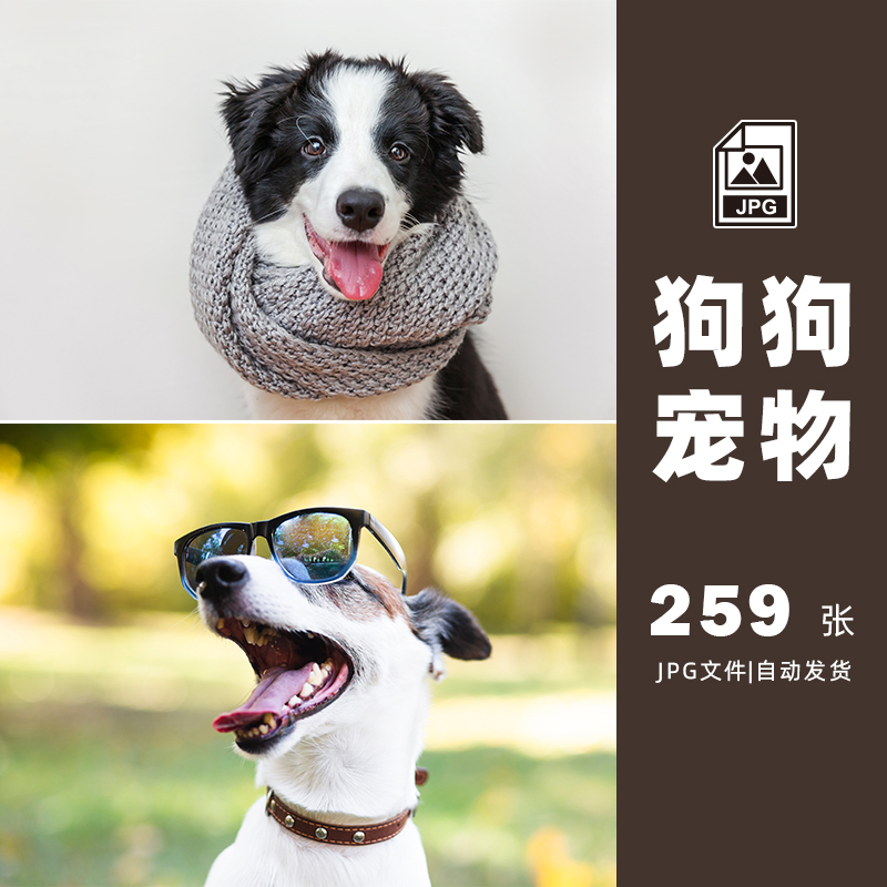 宠物狗品种犬jpg高清图片配图设计素材打包下载-521