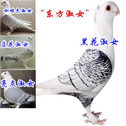淑女鸽.秀,两头乌,皇冠.两头红.大鼻子鸽子活体包邮