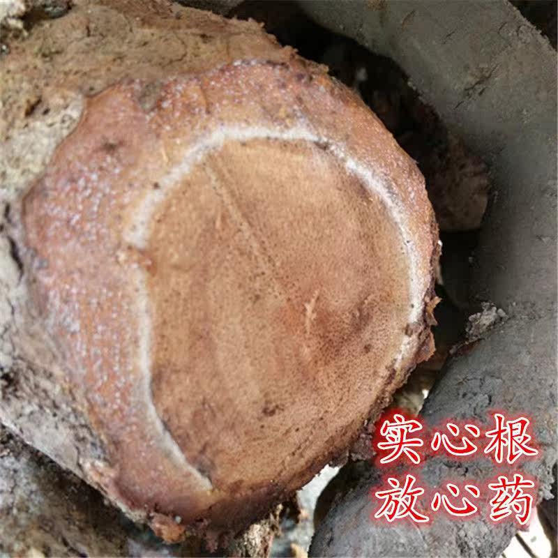 大别山深山里的猕猴桃根 藤梨根1斤装500g包邮洋桃根猕猴桃根