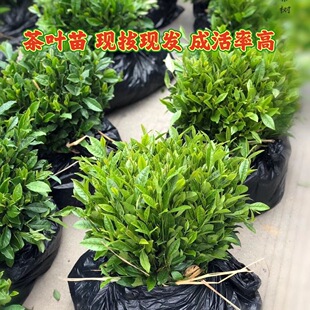 正宗茶叶苗龙井43茶树苗绿茶铁观音白茶苗毛尖茶苗特早茶苗乌牛早