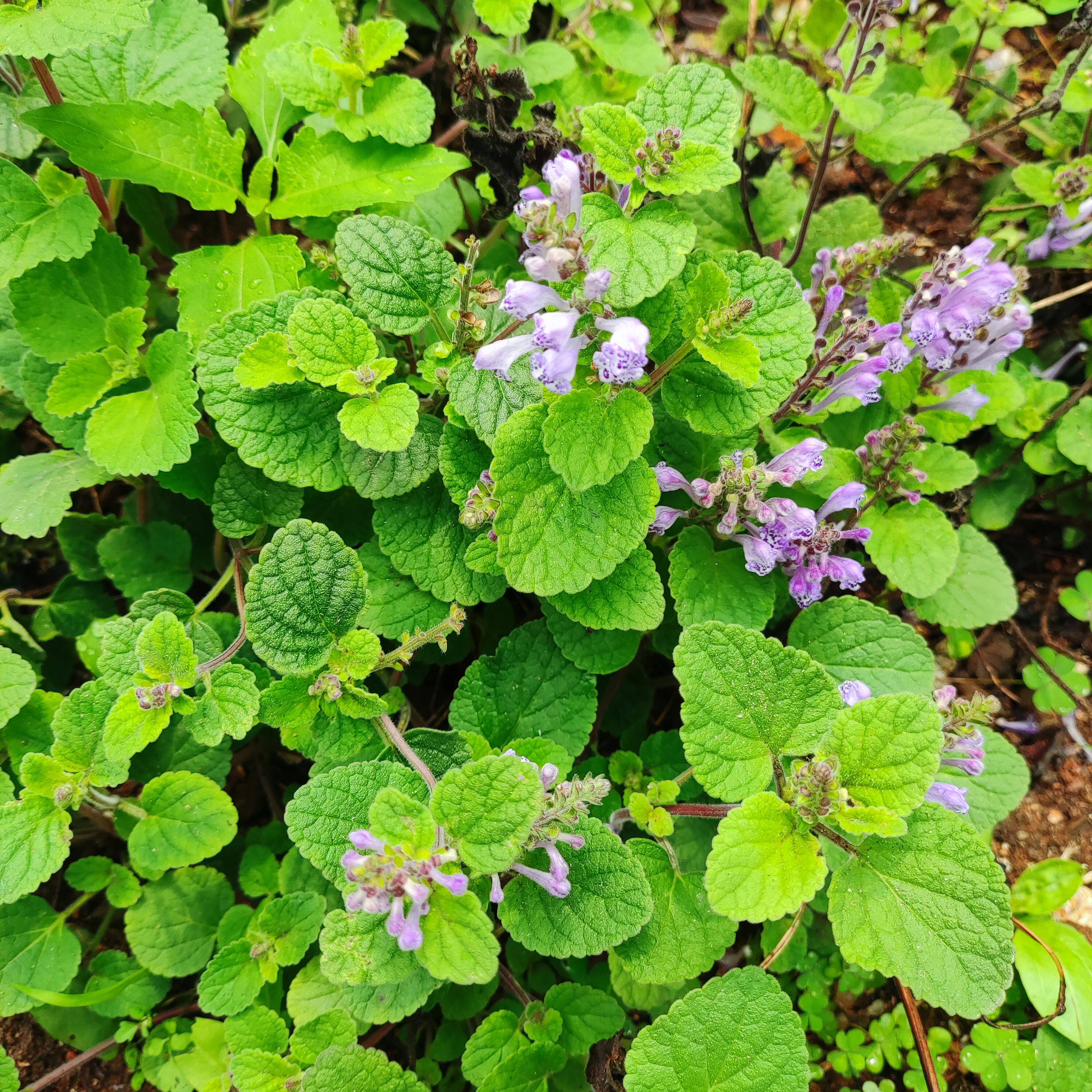 中药材野生韩信草大力草耳挖草金茶匙新鲜现挖顺丰