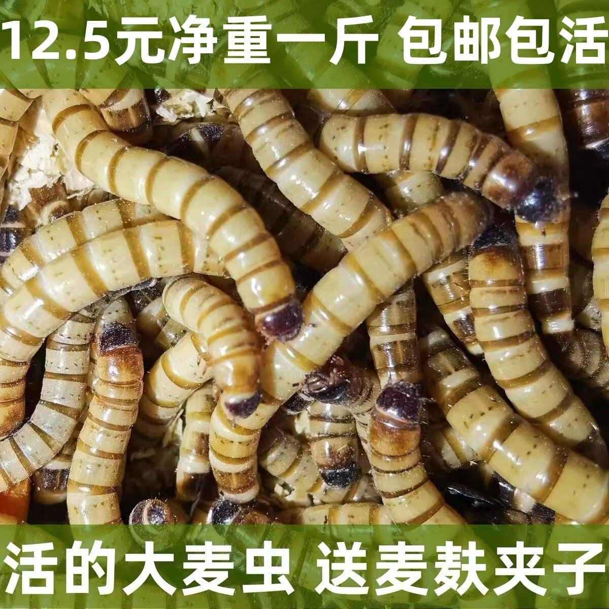 活虫大麦虫活体面包虫金龙鱼八哥爬虫/鸣虫食物