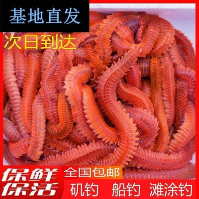 活沙蚕海蚯蚓红青虫鲈鱼饵海蜈蚣海蚂蝗海钓鱼饵料顺丰全国包邮