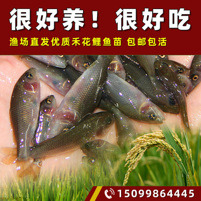 禾花鲤鱼苗优质鲤鱼淡水养殖禾花乌鲤鱼苗稻田禾花鲤鱼苗活体