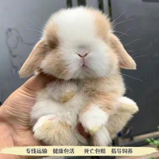 侏儒兔子活物凤眼海棠小型茶杯兔迷你长不大宠物兔活幼垂耳兔活体