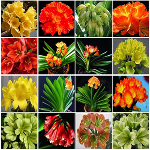 綠植四季 觀葉帶花苞室內(nèi)精品名貴盆土肥 包郵 直播專拍盆栽小苗花卉