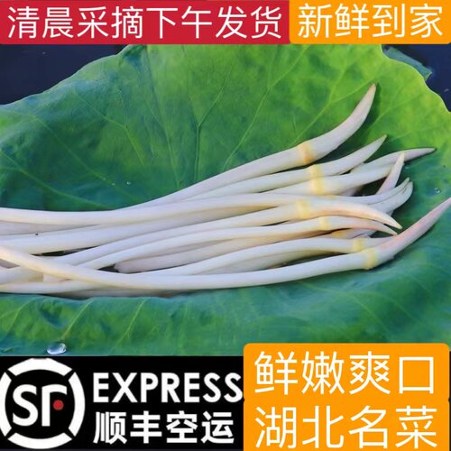 新鲜藕苫洪湖新鲜藕带嫩藕尖湖北特产莲藕带藕肠子现采现发顺丰