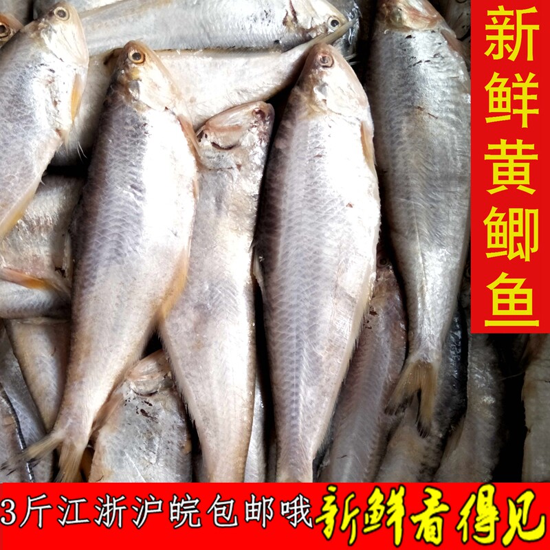 连云港赣榆新鲜黄鲫子鱼黄鲫鱼非油炸黄尖鱼烤子鱼海鲜500克