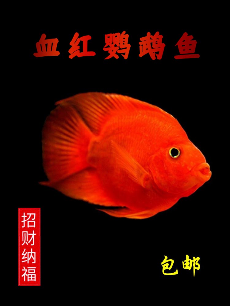 血红鹦鹉鱼活体招财猫热带银龙鱼鱼