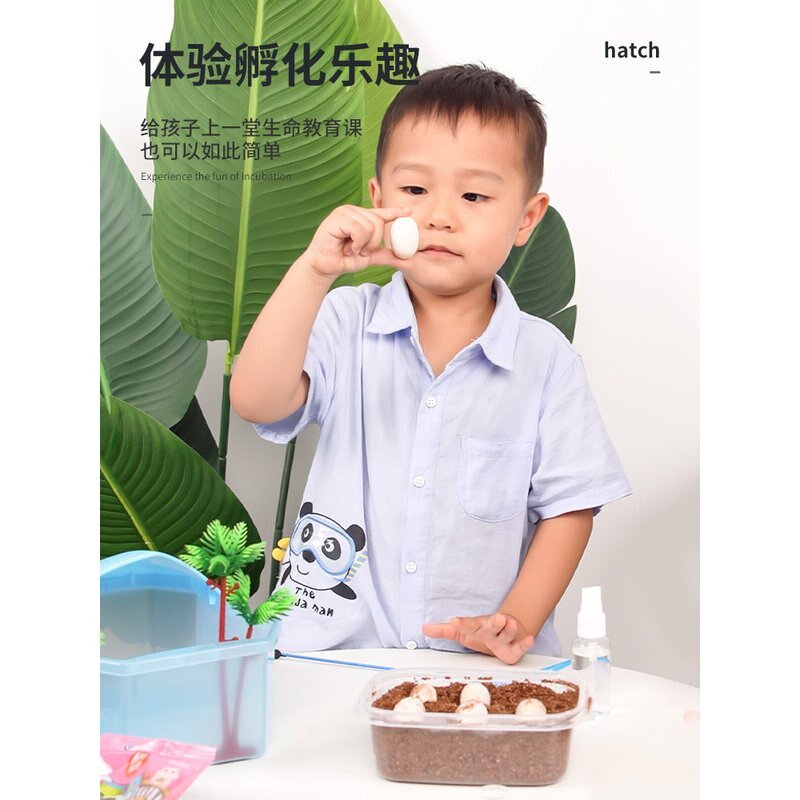 宠尚天乌龟蛋可孵化套装受精蛋网红儿童小宠物龟苗草龟巴西龟活物