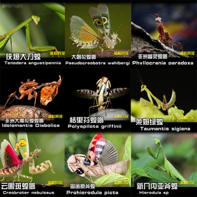 宠物幽灵眼斑大魔花中华大刀刺花兰花螳螂昆虫活体螳螂儿童观察