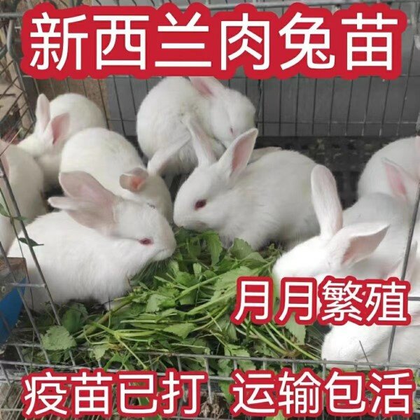 兔子活物公母一对活体宠物家兔活兔肉兔子苗巨型兔子苗家养幼兔苗
