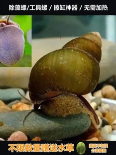 观赏螺除藻工具螺田螺石螺宠物螺鱼缸吃粪螺垃圾藻类清洁螺