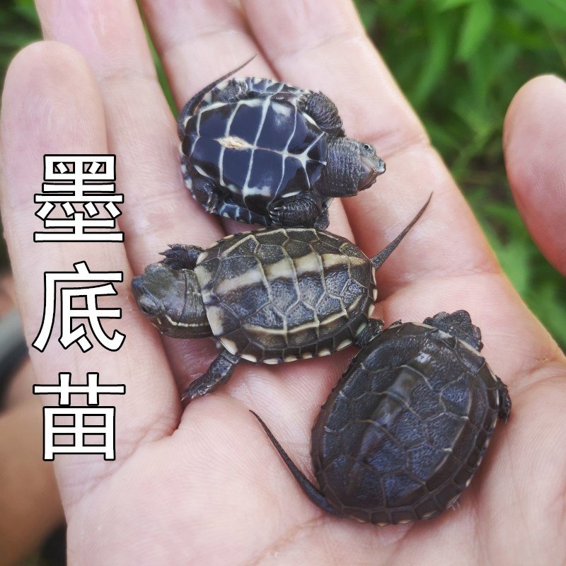 墨底龟苗活体 全黑小乌龟活物 黑腹外塘中华草龟苗宠物水龟长寿龟,宠物/宠物食品及用品,龟/鳖,淘宝优惠券,粉丝福利购,淘宝优惠卷