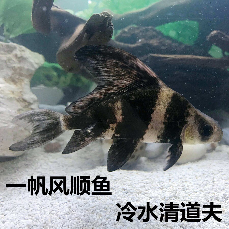 冷水清道夫观赏一帆风顺鱼活体鱼缸清洁中大型清道夫淡水鱼胭脂鱼图片