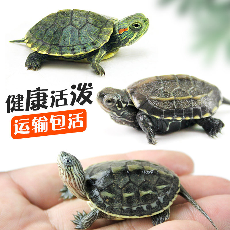 中华草龟小乌龟活体外塘长寿龟宠物水龟金线龟活物龟墨龟草龟苗