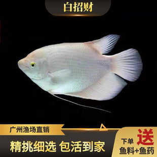 淡水战船活体黑眼红尾热带观赏鱼鹦鹉鱼地图鱼银龙发财鱼包邮