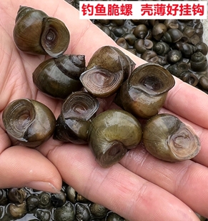 脆螺钓鱼螺钓青鱼泥螺鲜活田螺活体螺蛳青鱼饵黑鲩乌青打窝料石螺