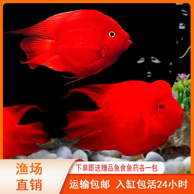 红鹦鹉鱼活鱼热带观赏鱼淡水鱼风水招财鱼元宝鱼血红财神鱼发财鱼图片