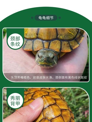 巴西龟乌龟活物宠物网红小乌龟苗黄金大龟活体观赏宠物龟好养耐活
