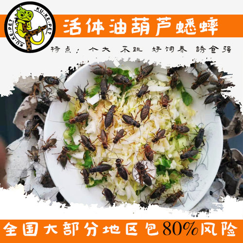 宠物活物油葫芦白蟋蟀活体饲料鬃狮守宫蜥蜴食物包活百分之80