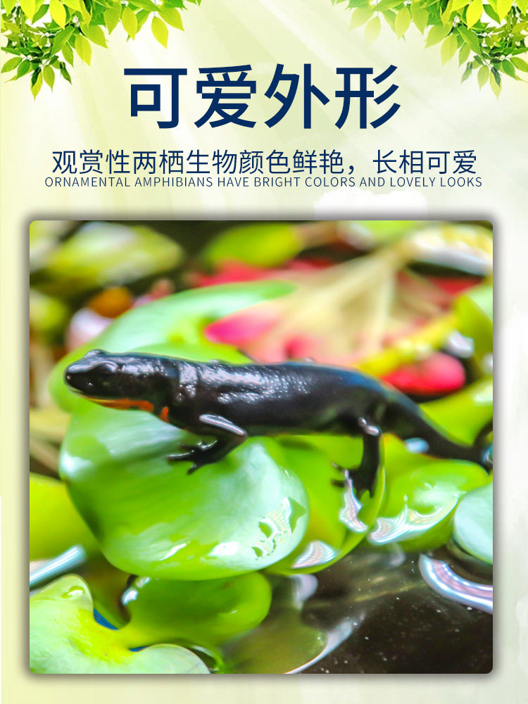 小火龙鱼东方蝾螈好养冷水鱼清道夫观赏网红萌宠鱼缸清洁淡水宠物