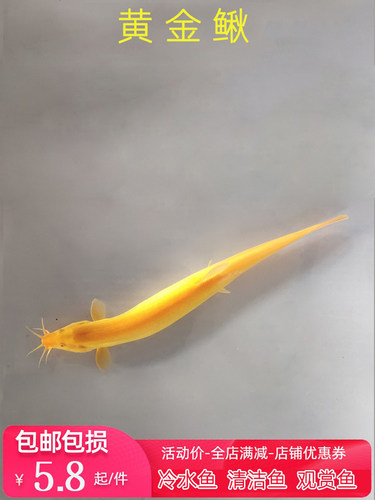 冷水观赏宠物鲜活好易养的耐活稀有黄金色小金龙泥鳅苗练手工具鱼