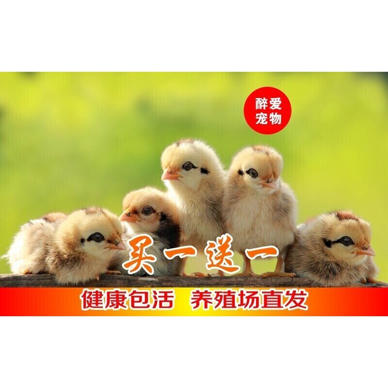 小鸡活零售 网红小鸡宠物鸡家禽家养土鸡仔鸡活体