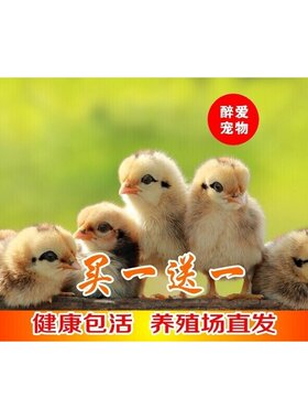 小鸡活零售 网红小鸡宠物鸡家禽家养土鸡仔鸡活体