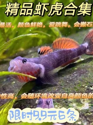 原生鱼广西黄唇溪吻白面虾虎鱼高帆褐吻李氏淡水耐活新红吻观赏鱼