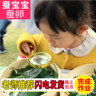 蚕宝宝活物春蚕卵种籽子和桑叶天然七彩色饲养箱学生养蚕套装别墅