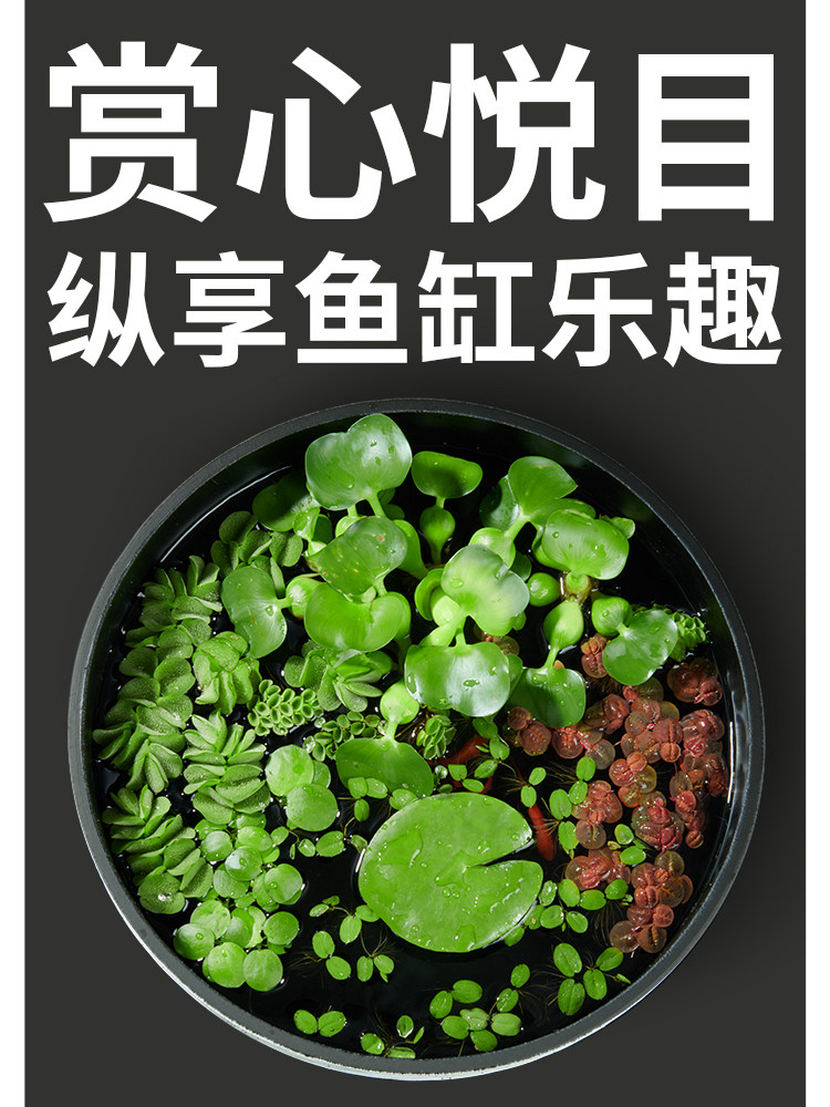 水草植物鱼缸浮萍一叶莲水葫芦古法养鱼金鱼缸造景水芙蓉浮萍水草