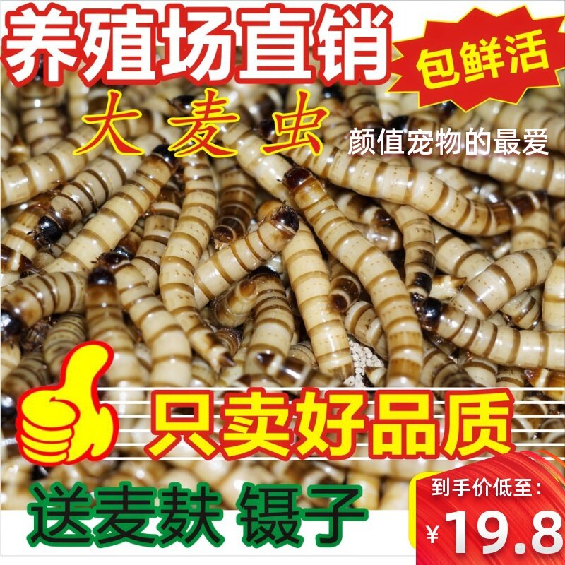 喂鸟活虫鲜活红龙鱼食物活体粮大爬虫/鸣虫食物