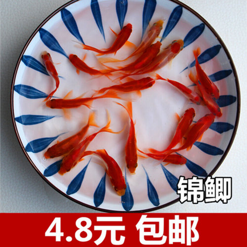 草金鱼活体锦鲫锦鲤活鱼观赏鱼淡水鱼冷水鱼小型鱼苗红鲫鱼花草金