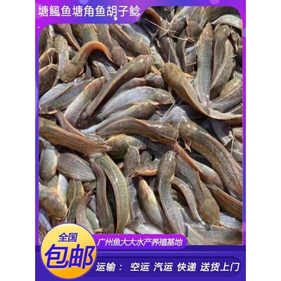 塘鲺鱼苗塘角鱼鱼苗淡水 养殖 食用本地塘鲺鲶鱼苗胡子鱼鱼苗