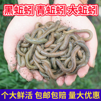 鲜活蚯蚓活体黑蚯蚓青蚯蚓灰蚯蚓土蚯蚓松土大蚯蚓活饵鱼饵诱饵