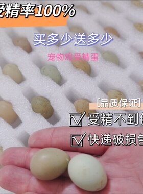 宠物鸡种蛋受精可孵化蛋网红小鸡礼服纯白德系变异鸡蛋卵顺丰