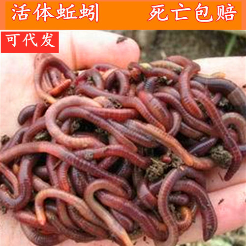蚯蚓活饵红虫鲜活特大号地龙鱼饵料钓鱼野钓窝料野生垂钓黄鳝小药