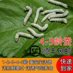 顺丰包邮大蚕活体套装4龄5龄四五龄活物春蚕卵巨型蚕宝宝新鲜桑叶