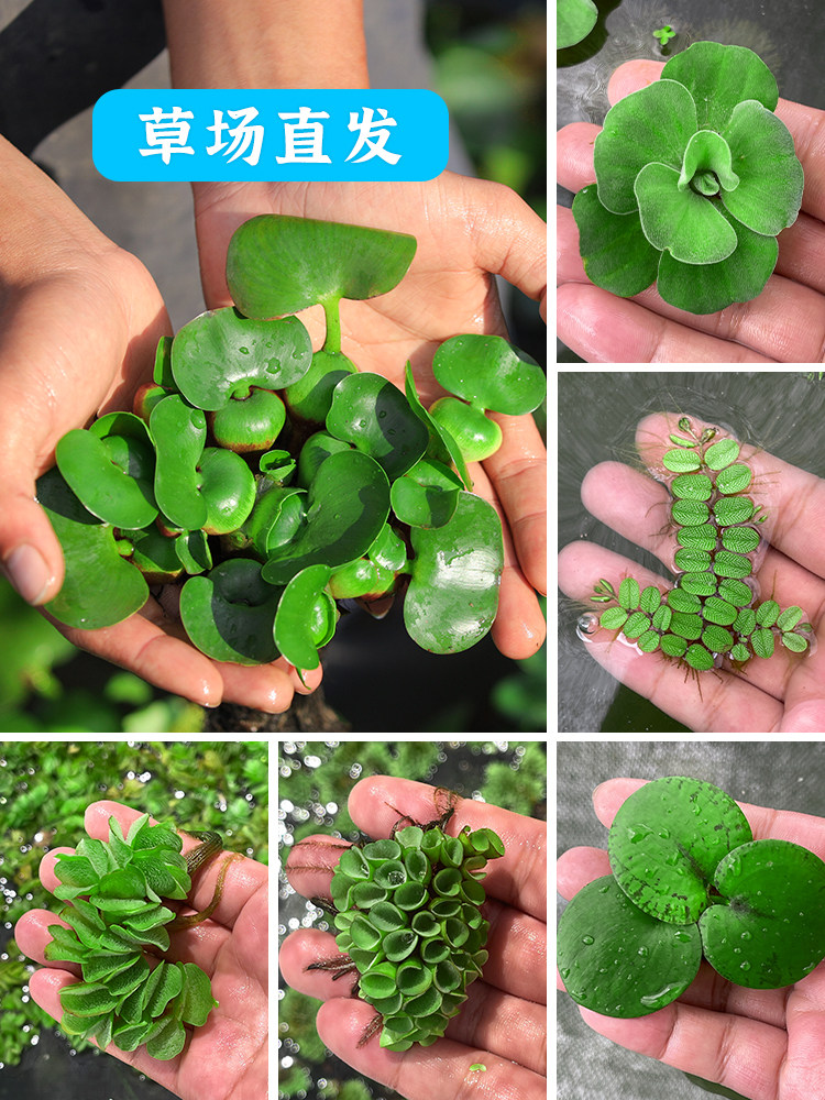 水葫芦浮萍水草花卉植物种苗鱼塘鱼池鱼缸养乌龟缸净化水质水芙蓉
