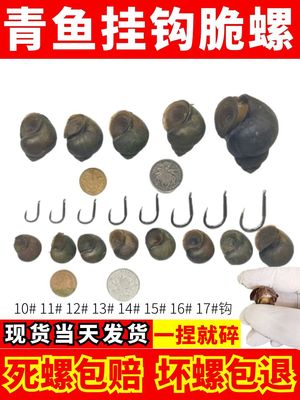挂钩脆螺鲜活钓青鱼鱼饵薄壳螺蛳石螺打窝料小号田螺活体黑鲩饵料