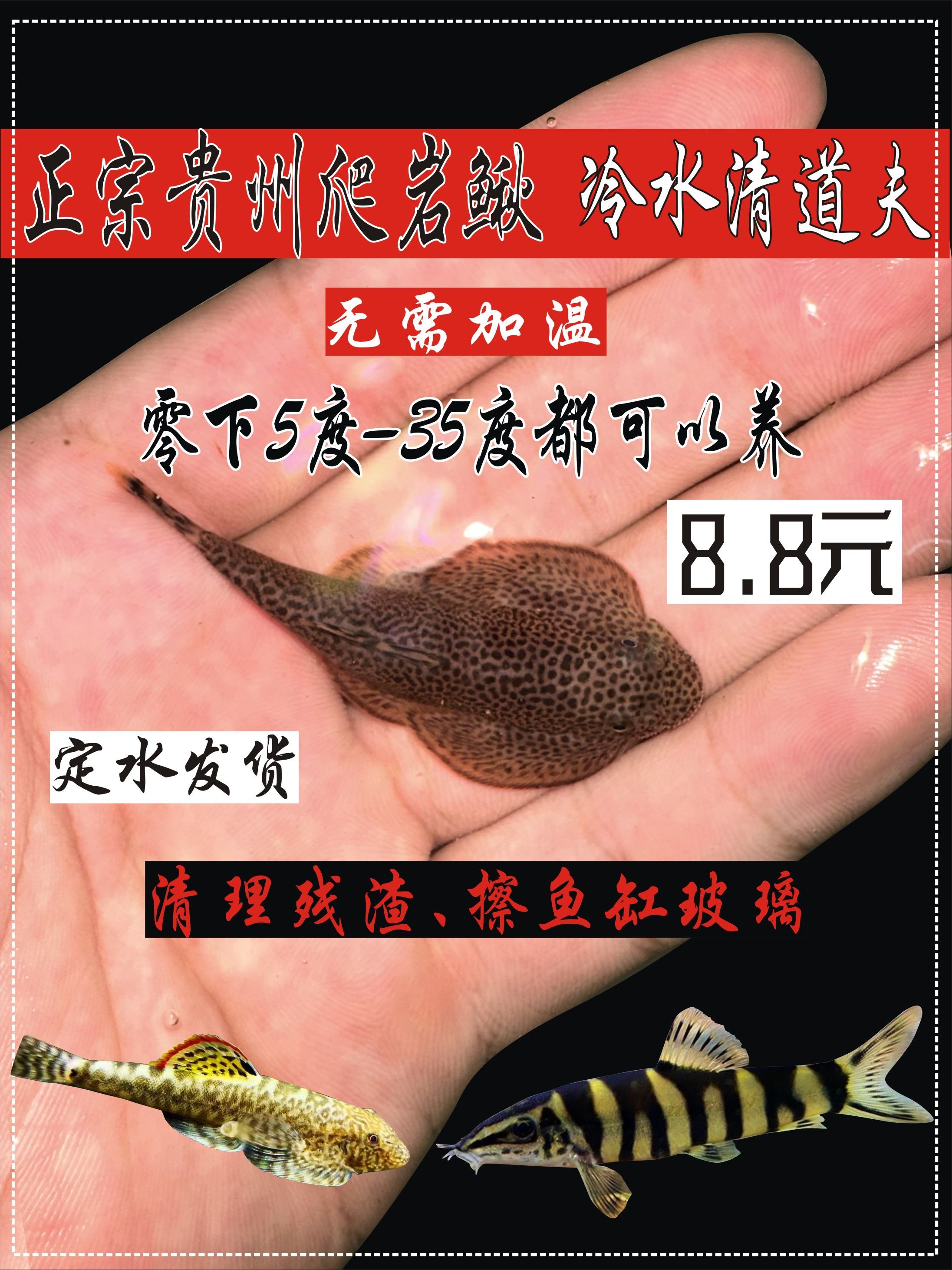 贵州爬岩鳅双吸盘冷水清道夫除藻原生鱼琵琶吸鳅不加温鱼缸清洁鱼