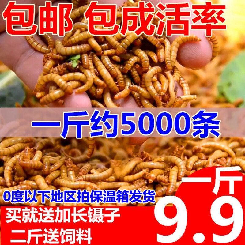 面包虫活体 黄粉虫活虫 鹦鹉鱼爬虫/鸣虫食物