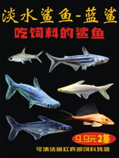 蓝鲨观赏鱼热带鱼群游鱼清道夫清洁鱼大型鱼龙鱼配鱼淡水白化鲨鱼
