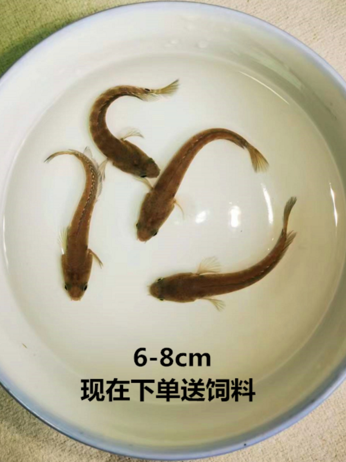 七星鱼苗活体淡水养殖山斑珍珠赤雷龙月鳢鱼金鱼冷水观赏鱼包邮